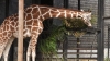 Жирафам "не дотянуться" до Смольного
