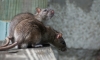Главный санитарный врач Санкт-Петербурга поручила усилить борьбу с крысами и мышами
