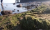 На Финском заливе из-за жары зацвели сине-зеленые водоросли