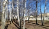 Жителям Петербурга запретят добывать березовый сок и сушить белье на деревьях