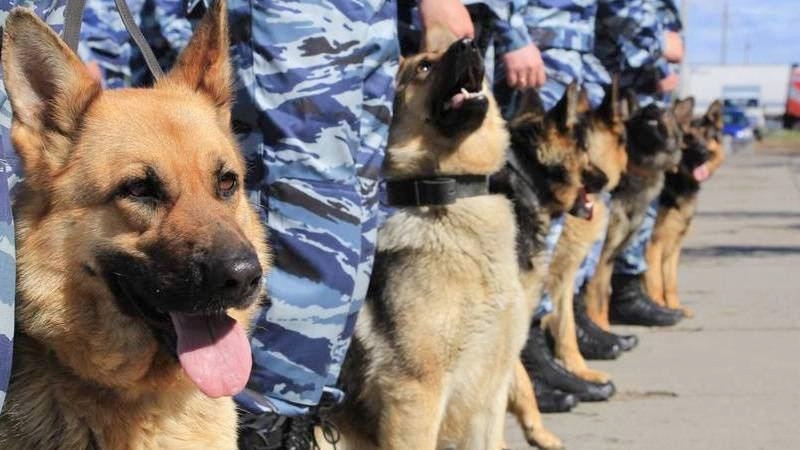 Собака спасла 15-летнюю девочку от изнасилования